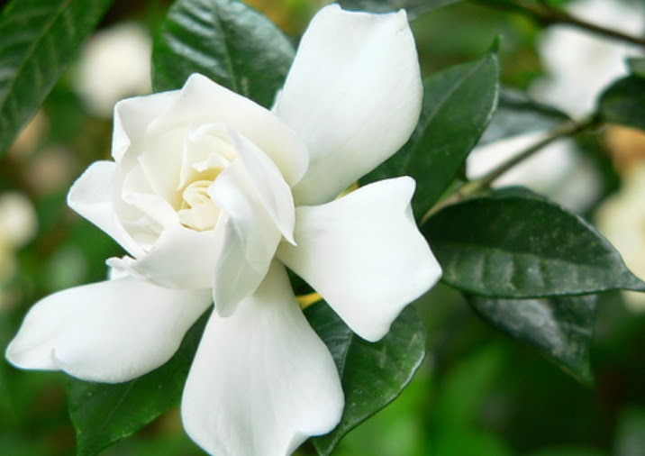 10 Gambar Bunga Melati Putih | Gambar Top 10