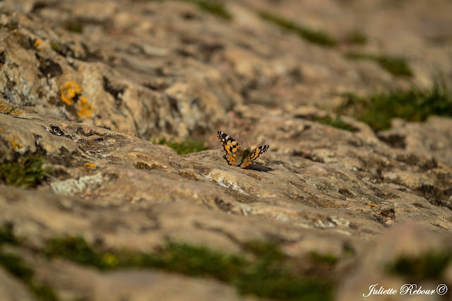 Papillon en Bourgogne