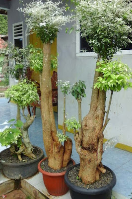 Jual Bonsai Putri Salju pohon jalitri