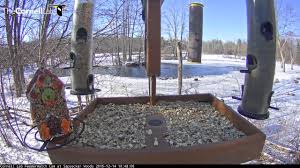 Cornell Feeders at Sapsucker Woods