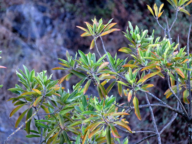 Sideroxylon canariensis