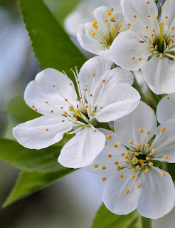 LA FLOR DE BACH DEL SOSIEGO