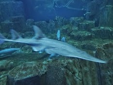 2015.01.25-055 requin
