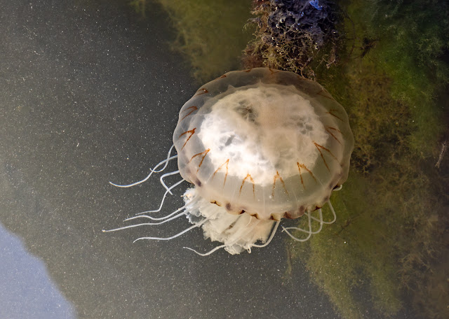 Photo of a compass jellyfish