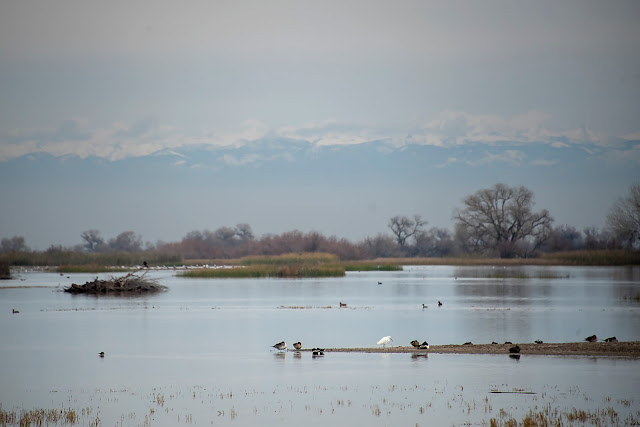 Ruddy ducks, ducks, nature, wildlife, birds, birding, photography, travel, California