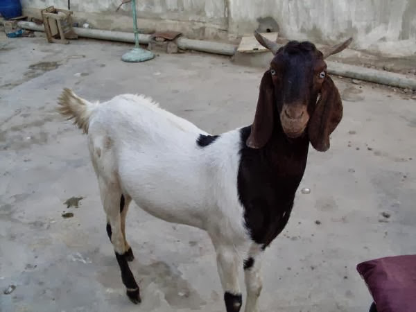 Beautiful Bakra Eid Goats Wallpapers Free Download