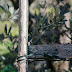 #wonkagoest to .... Olives harvesting season - La stagione del
raccolto delle olive