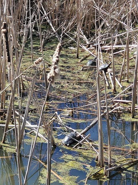 Turtles basking in a wetland space at the Inniswood Metro Gardens