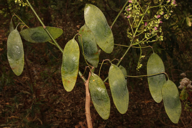 Dalbergia stipulacea