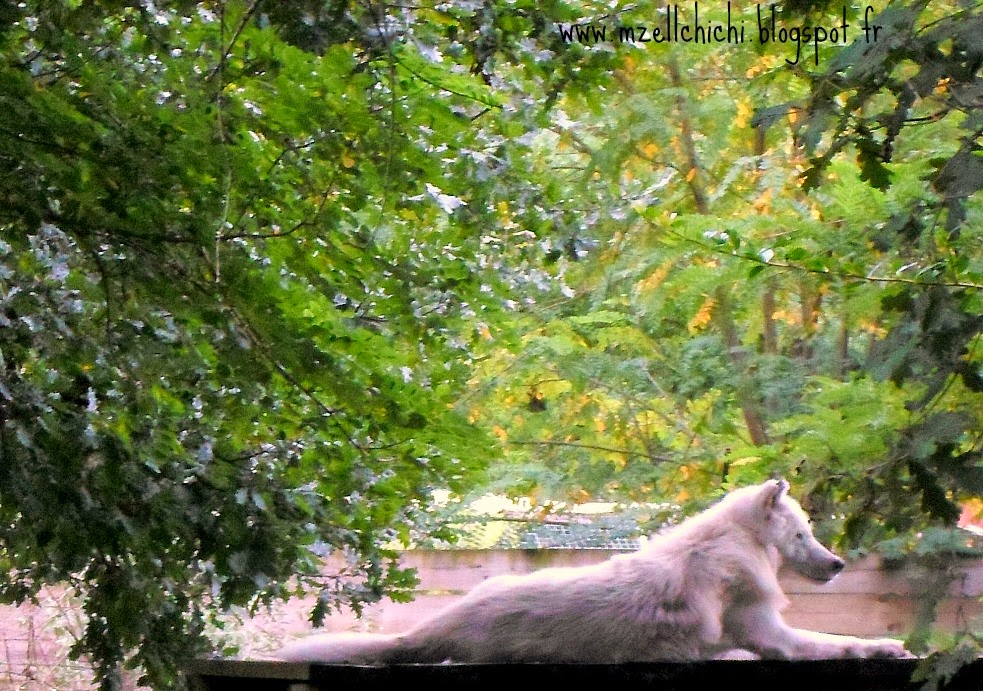 Loup-Blanc-Zoo-Pessac