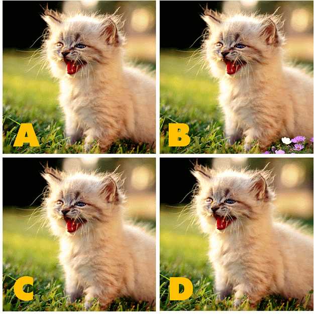Adgate Quiz Diva Kitty Difference Answers Swagbucks Help - quiz diva roblox quiz answers 2019