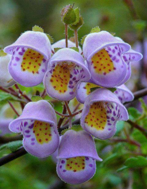 Pictures Of Beautiful Rare Flowers