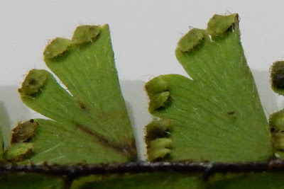 馬來鐵線蕨的假孢膜