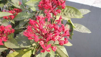 Rangan Flowers