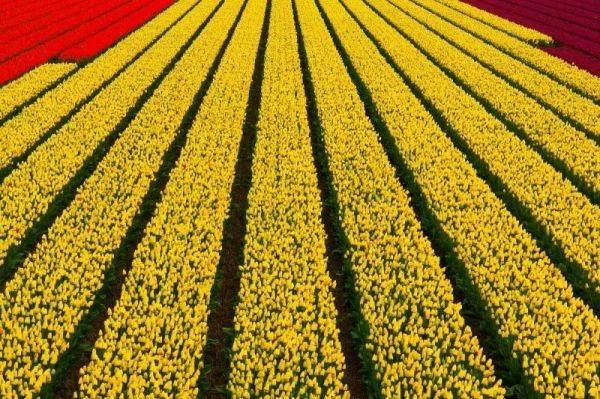 Os lindos campos de tulipas da Holanda