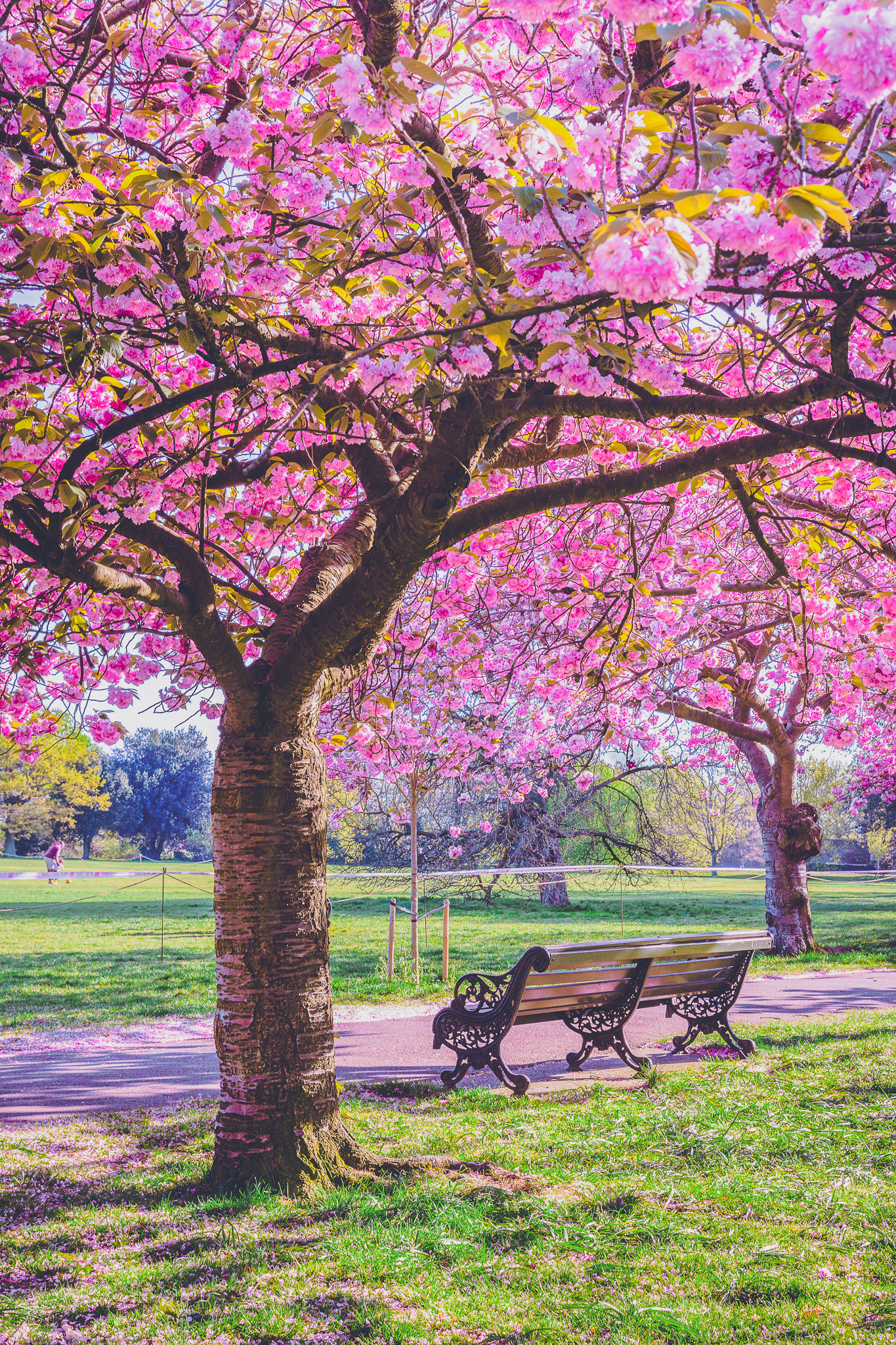 Cherry blossoms at Greenwick Park