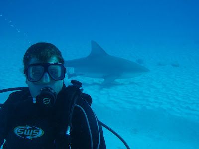 bull shark eating. ull shark eating. dove with