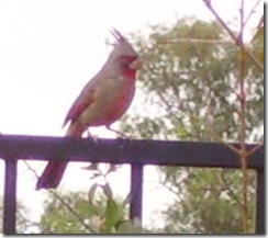 Mr. Pyrrhuloxia 11-8-2007 9-27-51 PM 491x436