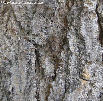 Two-tailed Spider Picture