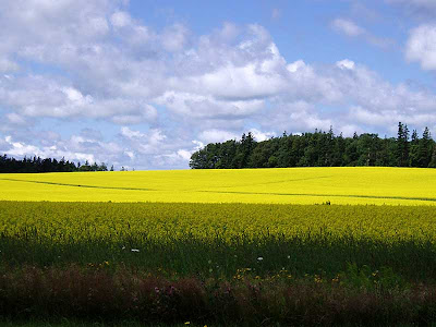 The farmers have planted a lot of canola this year and when it blooms it turns this intense colour of yellow. So beautiful!