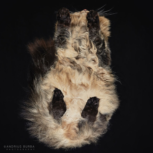 Fotógrafo revela uma forma diferente de se ver os gatos