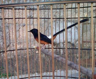 jual beli burung online