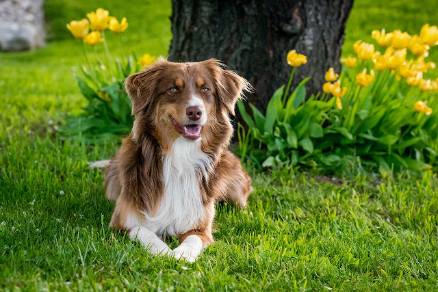 healthiest-dog-breeds