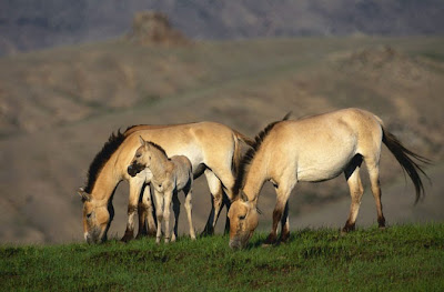 evoluzione del cavallo_associazione_mammagatta