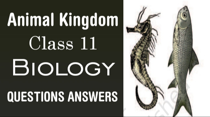 Animal Kingdom Class 11 Science Biology NCERT Solutions