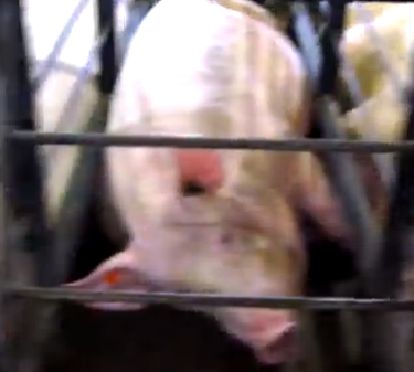 maus tratos aos animais em fazendas