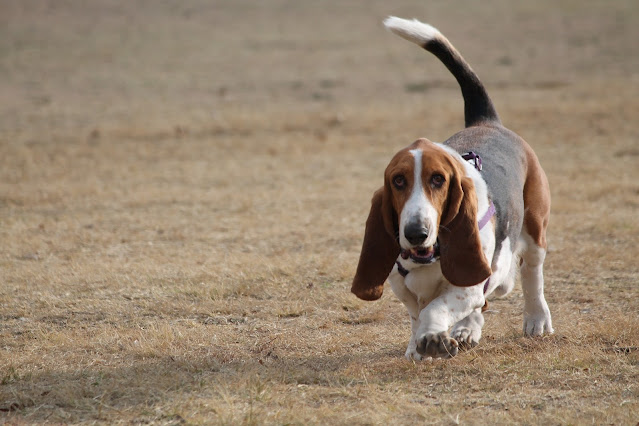 scenthound-dog-breeds