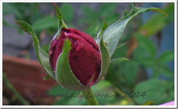 03-19-unkn-bud 03-19-unkn-bud