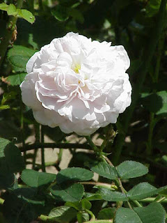 Rosa alba cv.'Maiden's Blush'