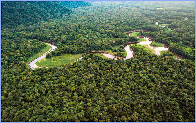 Forests Are Lungs Of The Earth?