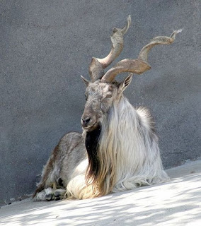 Facts about Markhor, Interesting Facts about Markhor, Markhor Facts for Kids,