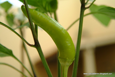 Pimento Picante de Cera Húngaro 