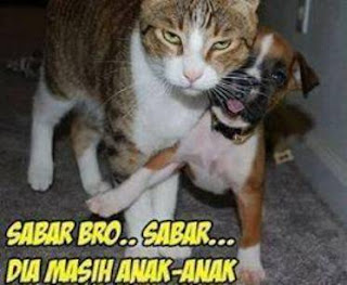 Kucing Anjing Sabar…sabar..