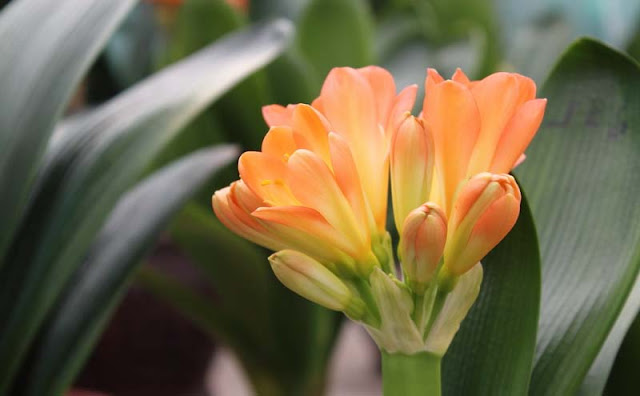 Bush Lily Flowers Pictures