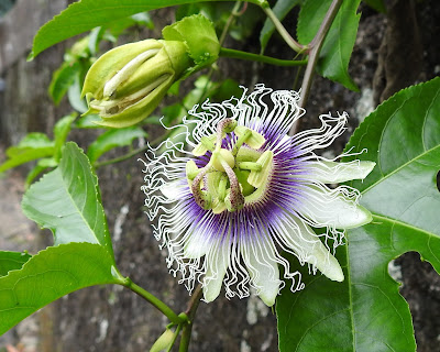 百香果的花