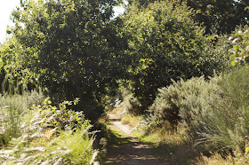 summer in the Norfolk countryside