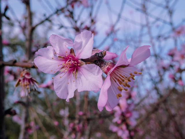 Fiore di ciliegio