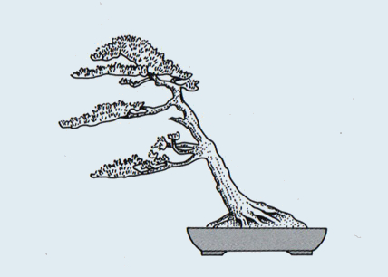 http://evoluzionebonsai.blogspot.it/2015/02/stili-bonsai-fukinagashi.html