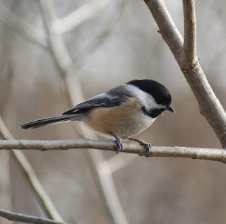 chickadee