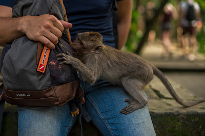 Los monos en algunas zonas de India y otros países atacan a los turistas en busca de comida