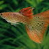 Jenis Jenis Ikan Livebearer
