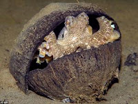 Octopus Coconut shell