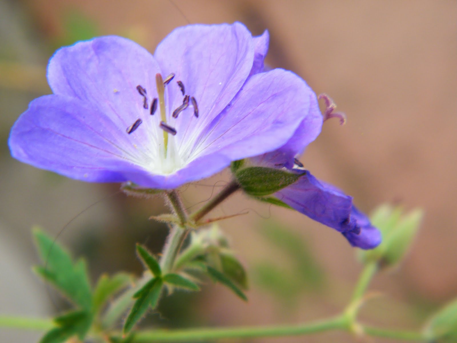 There are purple flowers in my