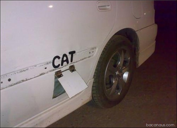 entrada automotiva para gatos bacanaus