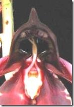 antennae closeup
