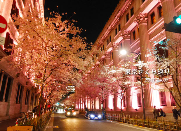 日本橋エリアの桜